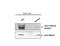 BRCA2 antibody, IQ654, Immuquest, Western Blot image 