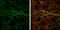 Internexin Neuronal Intermediate Filament Protein Alpha antibody, GTX133356, GeneTex, Immunofluorescence image 