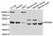 Peroxisome Proliferator Activated Receptor Alpha antibody, abx005136, Abbexa, Western Blot image 