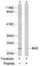 BCL2 Associated Agonist Of Cell Death antibody, AP02605PU-N, Origene, Western Blot image 