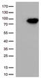 DNA repair protein XRCC1 antibody, UM500037, Origene, Western Blot image 