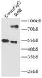 gp80 antibody, FNab04284, FineTest, Immunoprecipitation image 