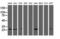 Caseinolytic Mitochondrial Matrix Peptidase Proteolytic Subunit antibody, LS-C172470, Lifespan Biosciences, Western Blot image 