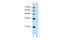 Mucin 3B, Cell Surface Associated antibody, 30-073, ProSci, Western Blot image 