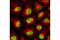 Histone H3 antibody, 4499L, Cell Signaling Technology, Immunocytochemistry image 