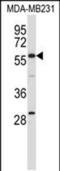 EH Domain Containing 1 antibody, PA5-48636, Invitrogen Antibodies, Western Blot image 