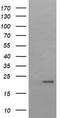 HRas Proto-Oncogene, GTPase antibody, TA505674, Origene, Western Blot image 