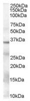 Glyceraldehyde-3-Phosphate Dehydrogenase antibody, AP16445PU-N, Origene, Western Blot image 