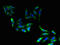 ELOVL Fatty Acid Elongase 2 antibody, orb38646, Biorbyt, Immunofluorescence image 