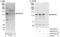 ATP-dependent DNA helicase Q5 antibody, A302-520A, Bethyl Labs, Immunoprecipitation image 