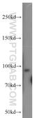 Unc-45 Myosin Chaperone B antibody, 21640-1-AP, Proteintech Group, Western Blot image 
