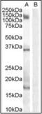 AIF1 antibody, orb88179, Biorbyt, Western Blot image 