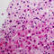 Progastricsin antibody, LS-C352655, Lifespan Biosciences, Immunohistochemistry frozen image 