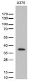 Homeobox protein Hox-D8 antibody, M10857, Boster Biological Technology, Western Blot image 