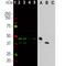 Aurora A antibody, NBP2-50049, Novus Biologicals, Western Blot image 