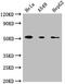 CD14 antibody, CSB-MA004879A0m, Cusabio, Western Blot image 