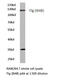 Fibroblast Growth Factor Receptor 1 antibody, AP06428PU-N, Origene, Western Blot image 