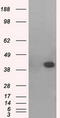 Mitogen-activated protein kinase 11 antibody, CF501085, Origene, Western Blot image 