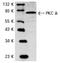 Protein kinase C delta type antibody, AP06564PU-N, Origene, Western Blot image 
