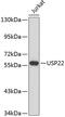 Ubiquitin Specific Peptidase 22 antibody, 22-040, ProSci, Western Blot image 