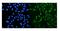 PR/SET Domain 5 antibody, A06736-1, Boster Biological Technology, Immunofluorescence image 