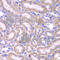 Fas Associated Via Death Domain antibody, A5819, ABclonal Technology, Immunohistochemistry paraffin image 