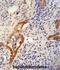 Caseinolytic Mitochondrial Matrix Peptidase Chaperone Subunit antibody, abx025898, Abbexa, Flow Cytometry image 