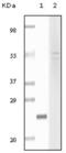 Fibulin 5 antibody, abx015748, Abbexa, Enzyme Linked Immunosorbent Assay image 