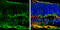 Glutamate-Ammonia Ligase antibody, GTX630654, GeneTex, Immunohistochemistry frozen image 