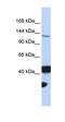 Formimidoyltransferase Cyclodeaminase antibody, orb330193, Biorbyt, Western Blot image 