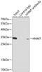 Histamine N-Methyltransferase antibody, 18-684, ProSci, Immunoprecipitation image 