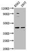 XK Related 8 antibody, LS-C680047, Lifespan Biosciences, Western Blot image 