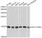 Histone Cluster 1 H2B Family Member I antibody, A16595-1, Boster Biological Technology, Western Blot image 