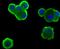 HPX antibody, NBP2-75520, Novus Biologicals, Immunofluorescence image 