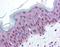 HMGN1 antibody, NBP1-78102, Novus Biologicals, Immunohistochemistry paraffin image 