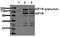Insulin Like Growth Factor 1 Receptor antibody, AM00071PU-N, Origene, Western Blot image 