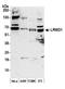 Leucine Rich Repeats And WD Repeat Domain Containing 1 antibody, A301-868A, Bethyl Labs, Western Blot image 