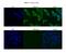 Bromodomain Containing 4 antibody, ARP39076_P050, Aviva Systems Biology, Immunofluorescence image 