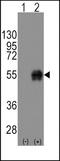 CD14 antibody, TA302272, Origene, Western Blot image 
