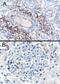 SH3 Domain Binding Protein 1 antibody, PA5-18249, Invitrogen Antibodies, Immunohistochemistry frozen image 
