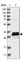 Family With Sequence Similarity 221 Member A antibody, HPA026748, Atlas Antibodies, Western Blot image 