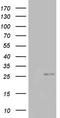 Coiled-Coil-Helix-Coiled-Coil-Helix Domain Containing 3 antibody, TA803432S, Origene, Western Blot image 