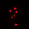 Ribosomal Protein L11 antibody, orb214525, Biorbyt, Immunocytochemistry image 