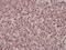 Stonin-1 antibody, A13140-1, Boster Biological Technology, Immunohistochemistry frozen image 