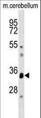 Dual Specificity Phosphatase 12 antibody, LS-C167566, Lifespan Biosciences, Western Blot image 
