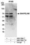 PDZ and LIM domain protein 5 antibody, A301-704A, Bethyl Labs, Immunoprecipitation image 