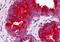 G Protein-Coupled Receptor 45 antibody, orb84842, Biorbyt, Immunohistochemistry paraffin image 