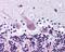 Rho Guanine Nucleotide Exchange Factor 10 antibody, 48-662, ProSci, Immunohistochemistry frozen image 