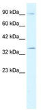 Class E basic helix-loop-helix protein 22 antibody, TA330534, Origene, Western Blot image 