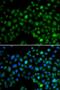 NFIL3 antibody, LS-C749042, Lifespan Biosciences, Immunofluorescence image 